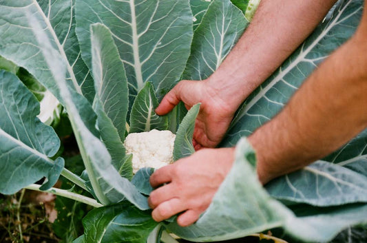 Purée de chou-fleur et céleri-rave
